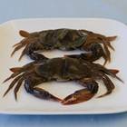 Raw Soft Crabs From Asia