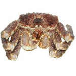 Whole Raw Red King Crab